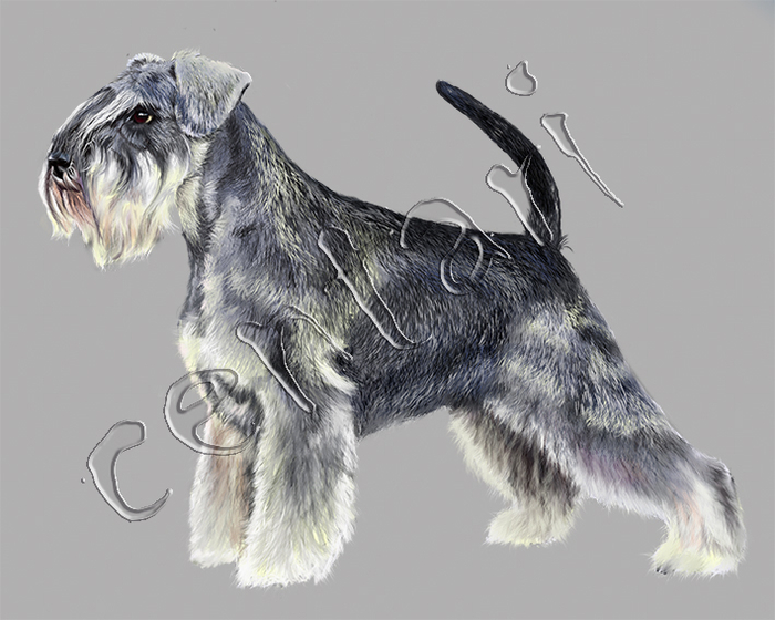 Miniature-Schnauzer