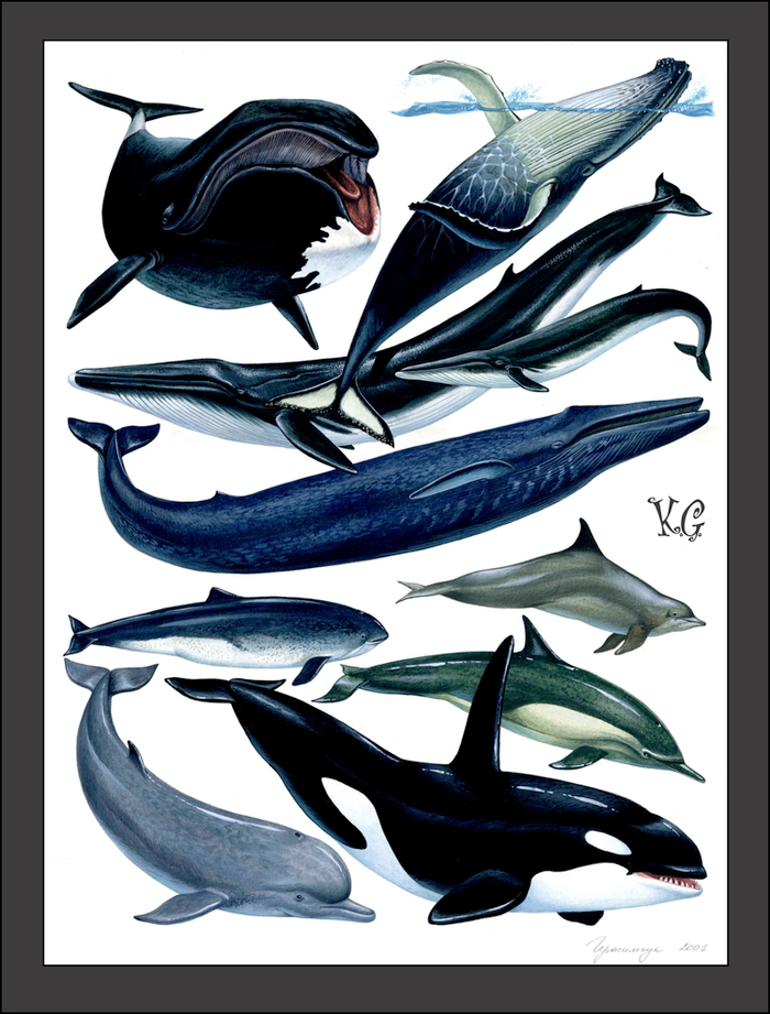 отряд китообразные