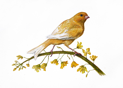 «Канарейка»