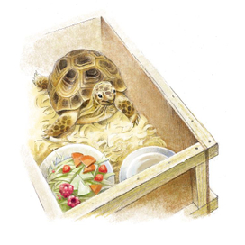 Черепашка Яшка