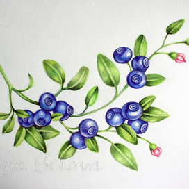 Ягоды Сибири. Черника