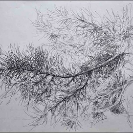 ветка сосны