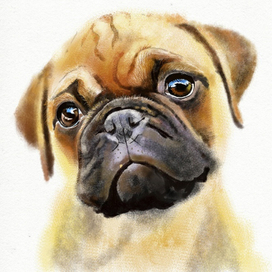 Грустный пёсик