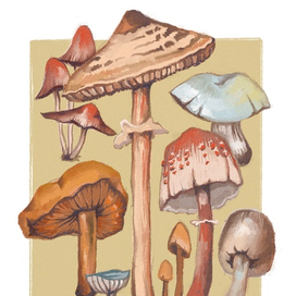 mushrooms