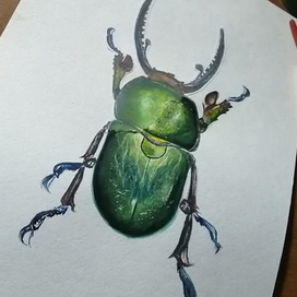 Жук-изумруд