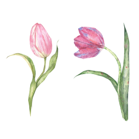 акварельные тюльпаны 