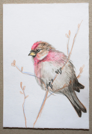 Цвета весны