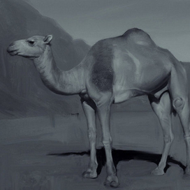 CamelStudy
