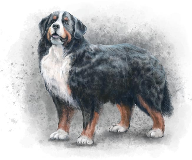 Bernese Mountain Dog