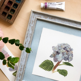 Гортензия голубая