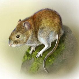 полевка рыжая