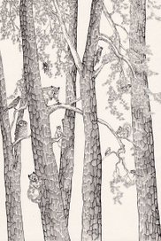 жители деревьев