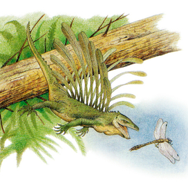 Лонгисквама или длинночешуйник