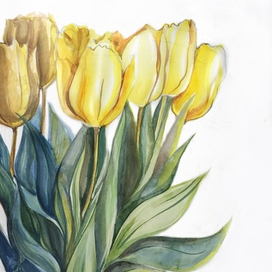 Tulips 