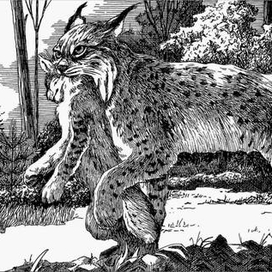 Рысь уносит котёнка