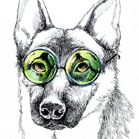 Собака в очках