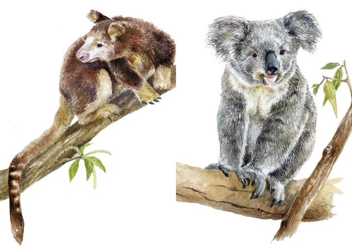 Древесный кенгуру и Коала