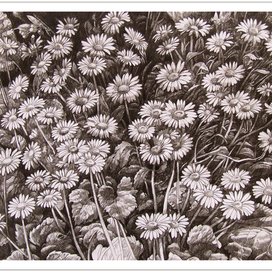 ромашки-лето 2014