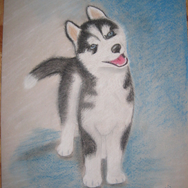 Сибирский хаски