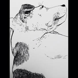 Сны моей собаки