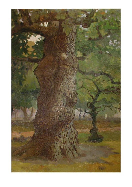 Дуб в Коломенском.