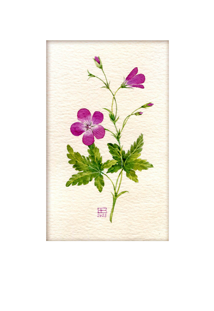 Герань полевая