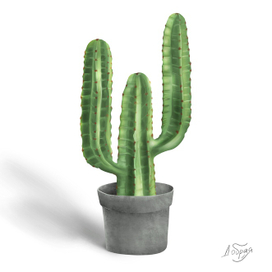 Кактус Цереус