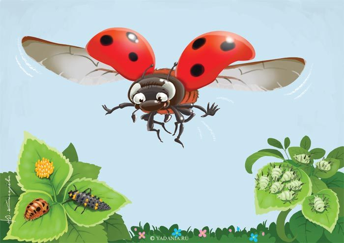 Божья коровка