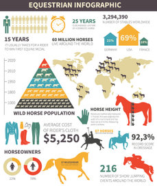 Инфографика про конный спорт