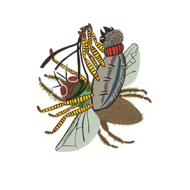 "Катание паука на мухе"