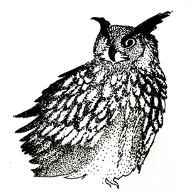 Owl 1