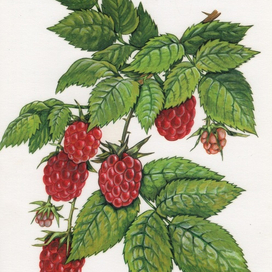 Иллюстрация для дидактического материала "Окружающий мир. Лесные ягоды"