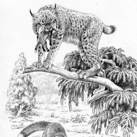 В долинах Рингваака