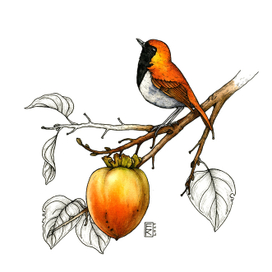 Птичка и хурма