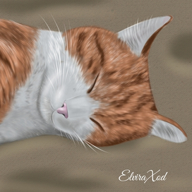 Кот Василий