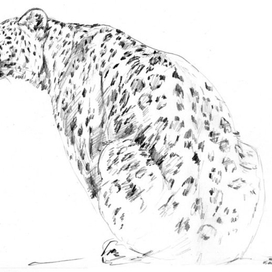 Леопард дальневосточный