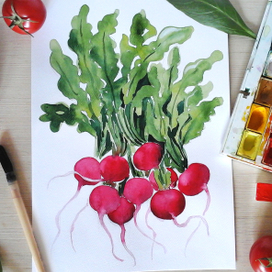 редиска весенняя