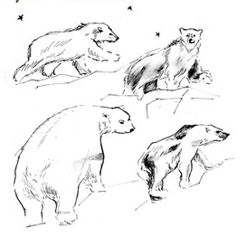 мишки на севере 