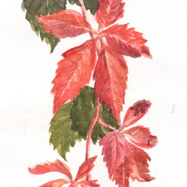 Дикий виноград (?)