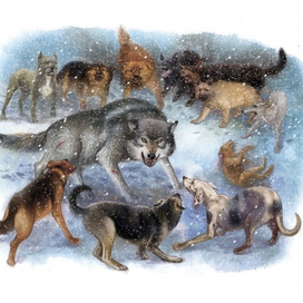 Виннипегский волк (схватка)