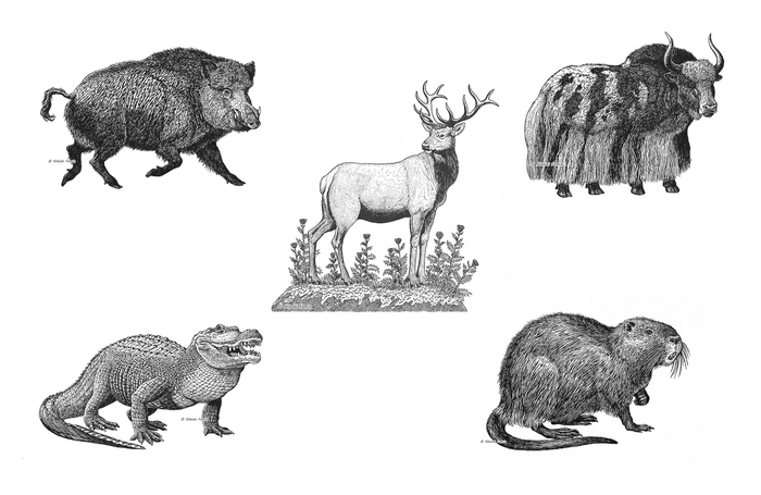 Колбасные обрезки - 2.