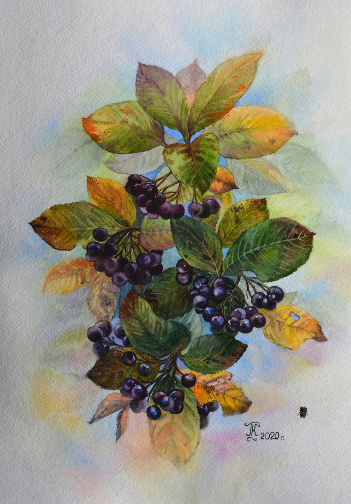 Веточка черноплодки 