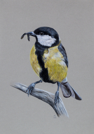 Большая синица