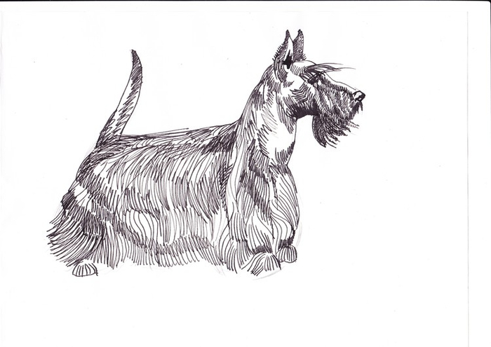 Шотландский терьер