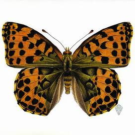 Перламутровка латона