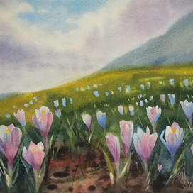 Крокусы в горах Алтая