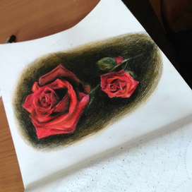 Розы в цветном карандаше