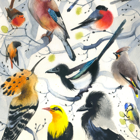 Разнообразие видов