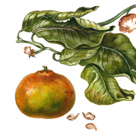 Зеленый мандарин