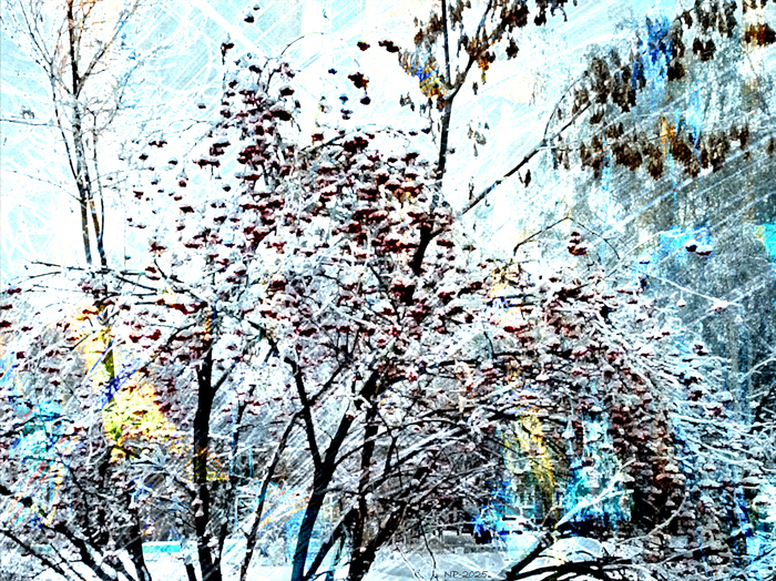 Снег и рябина